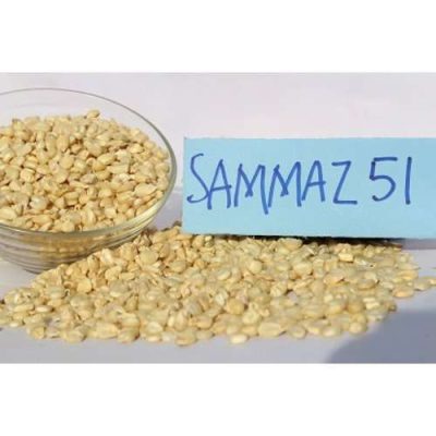 Sammaz 51 Maize Seed | 25kg