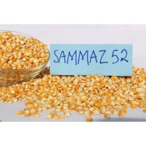 Samaz 52 Maize Seed