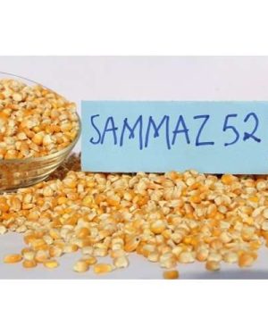 Samaz 52 Maize Seed