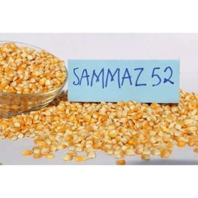 Sammaz 52 Maize Seed | 25kg