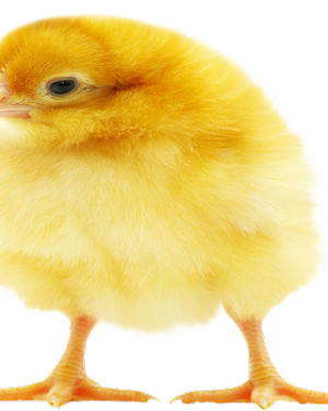 Sayed Day-Old Broiler (Ross 308) | 1 Carton