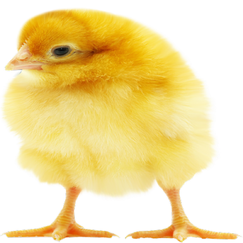 Sayed Day-Old Broiler (Ross 308) | 1 Carton