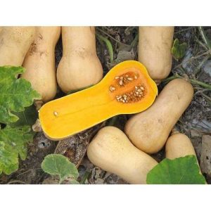 Buttermut Jacqueline F1