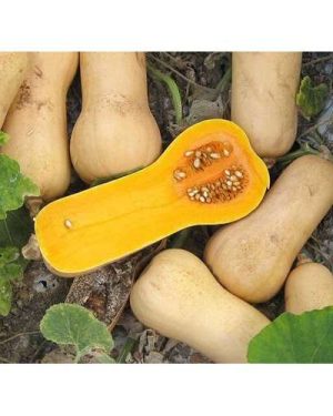 Buttermut Jacqueline F1