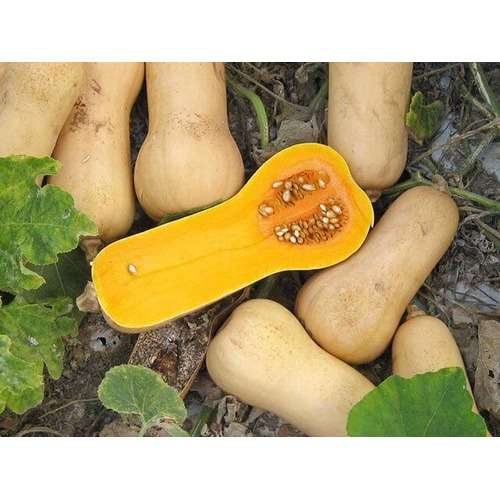 Buttermut Jacqueline F1