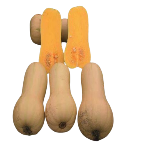 Buttermut Jacqueline F1