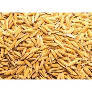 Mayun R1 Rice Seed | 25kg