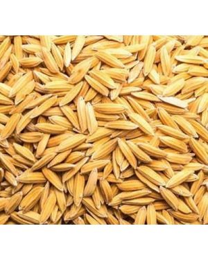 Mayun R1 Rice Seed | 25kg