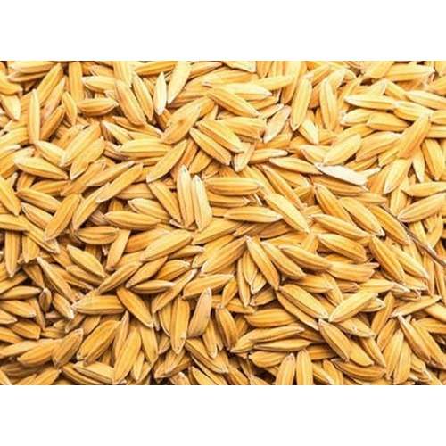 Mayun R1 Rice Seed | 25kg