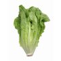 Lettuce PL008 (Romaine)