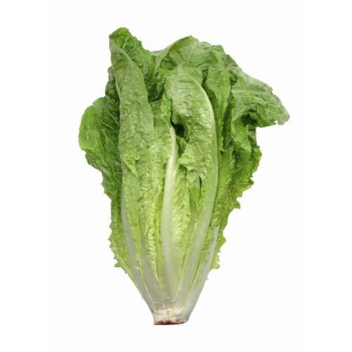 Lettuce PL008 (Romaine)
