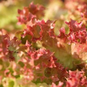 Lettuce Tuska (Lollo Rossa)
