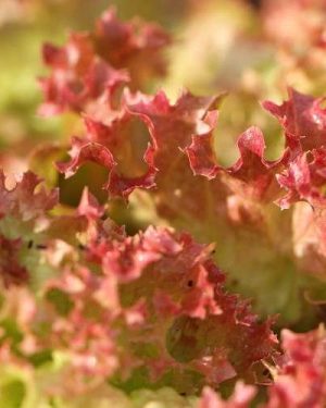 Lettuce Tuska (Lollo Rossa)