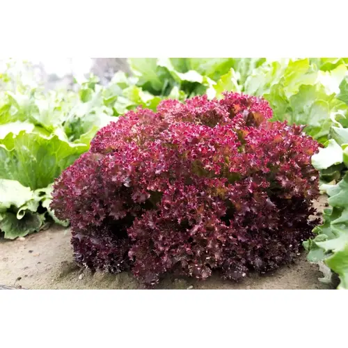 Lettuce Tuska (Lollo Rossa)