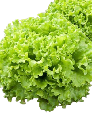 Lettuce Caipira (Batavia)