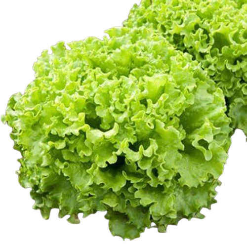 Lettuce Caipira (Batavia)
