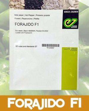 Pepper Forajido G/R Jalapeno Hot