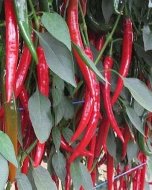 Pepper Hyffae F1 (Hot)