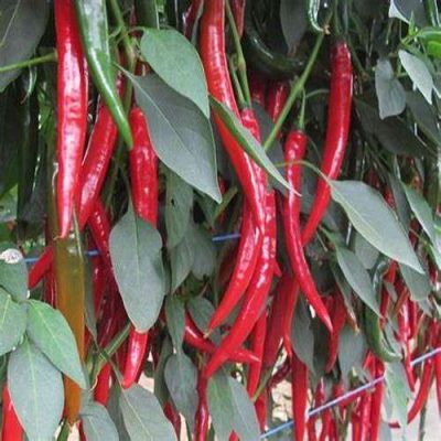 Pepper Hyffae F1 (Hot) | 500 Seeds