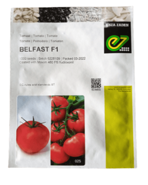 Tomato Belfast F1 Indet. Beef