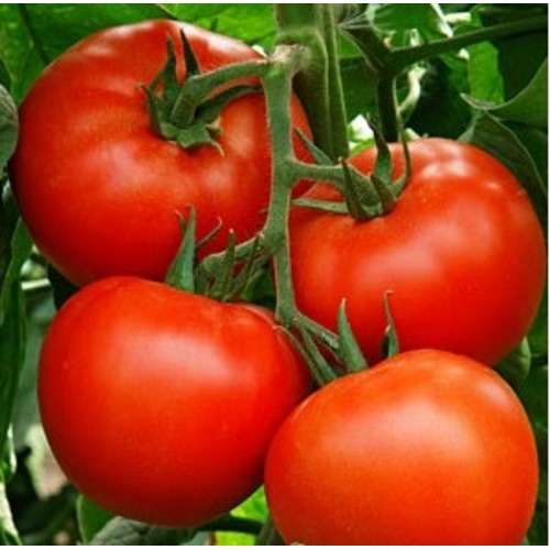 Tomato Belfast F1 (Indet. Beef)