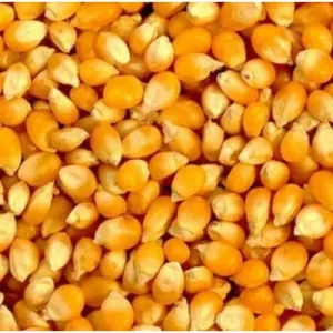 Samaz 27 Maize Seed
