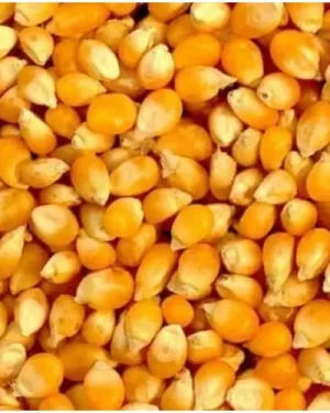 Samaz 27 Maize Seed