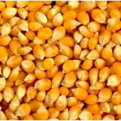 Sammaz 27 Maize Seed | 5kg