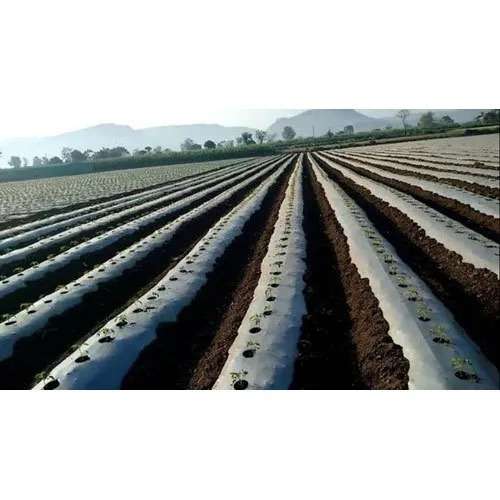 Plastic Mulch 1.5m by 500m