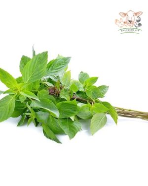 Wellgrow Basil Sweet Thai | 1gm 700 seeds