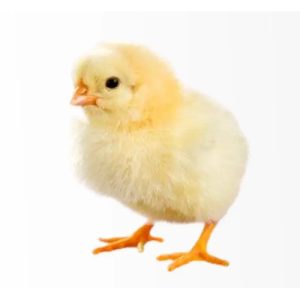 Supreme Day Old Broiler (Ross 308)