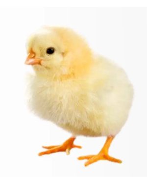 Supreme Day Old Broiler (Ross 308)