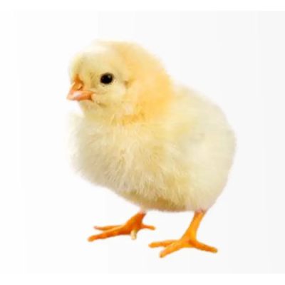 Supreme Day Old Broiler (Ross 308) | 1 Carton