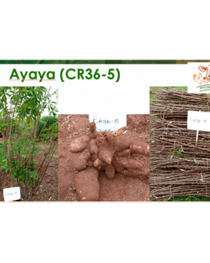 Ayaya Cassava Stem Variety | 50 pieces in a pack