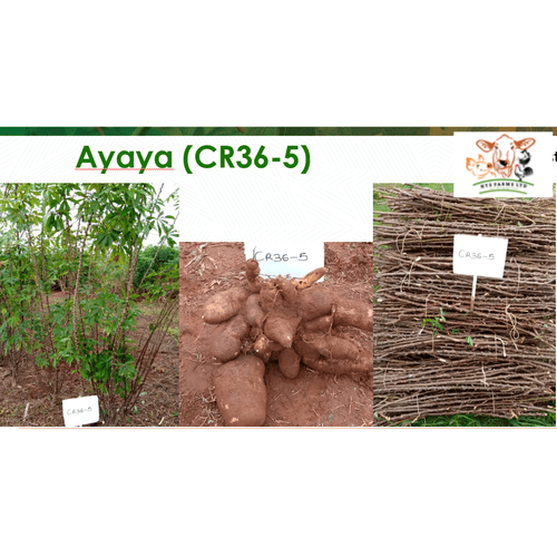 Ayaya Cassava Stem Variety | 50 pieces in a pack