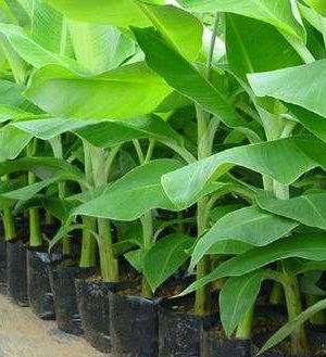 Banana Sucker | 1 Dozen from HTS Farms