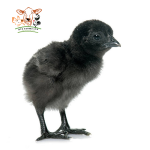 Day Old Black Cockerel (1 Carton) from HTS Farms