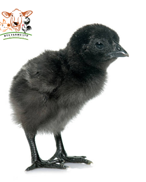 Day Old Black Cockerel (1 Carton) from HTS Farms