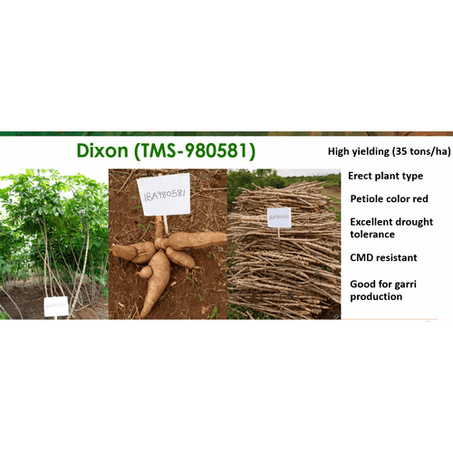 Dixon Cassava Stem Variety | 50 stem (20cm planting length) per pack