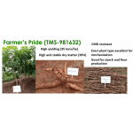 Farmers Pride Cassava Stem Variety | 50 pieces in a pack