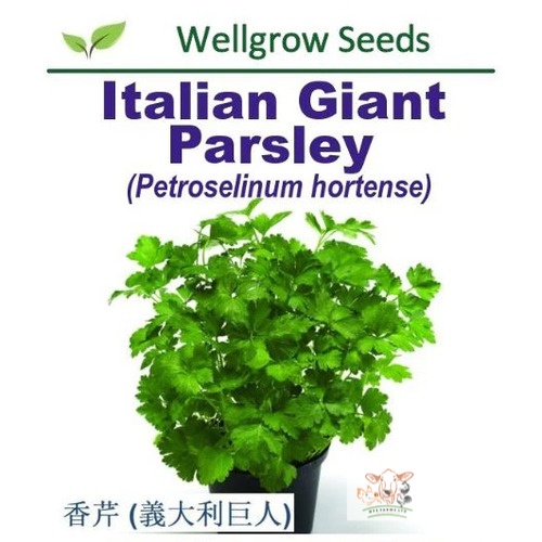 Wellgrow Italian Giant Parsley