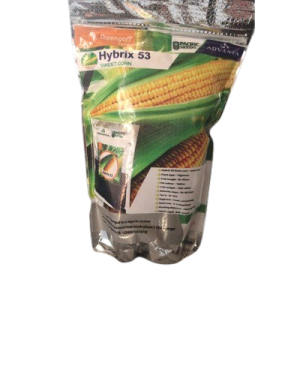 Hybrix 53 Sweet Corn