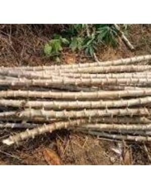 Obasanjo-2 Cassava Stem Variety | 50 pieces in a pack