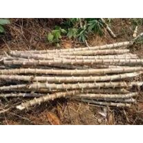 Obasanjo-2 Cassava Stem Variety | 50 pieces in a pack