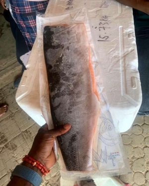 Frozen Salmon Fish