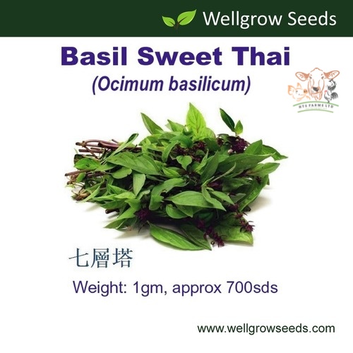 Wellgrow Basil Sweet Thai | 1gm 700 seeds