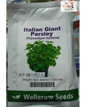 Wellgrow Italian Giant Parsley