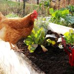 poultry manure
