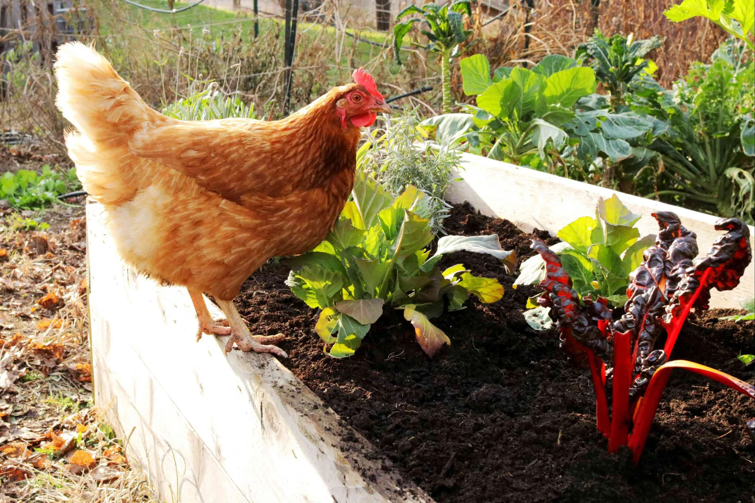 Turning Poultry Manure into Fertilizers: Sustainable Agriculture