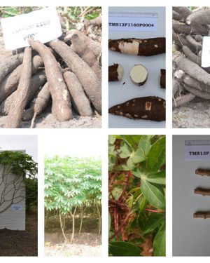 Game Changer Cassava Stem Variety | 50 pieces in a pack